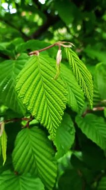 Doğa. Yeşil yaprak rüzgarda titrer ve sallanır. Kırılganlık ve doğanın hassasiyeti kavramı. Dikey Doğal doku arkaplanı.