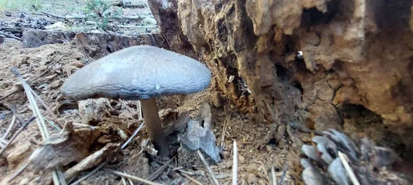 Beautiful View Mushroom Tree — Stock Photo, Image