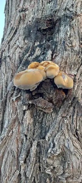 Grupo Cogumelos Uma Árvore — Fotografia de Stock