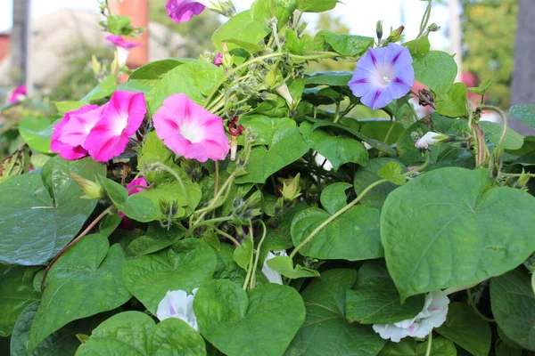 Зелені Кущі Блакитної Квітки Іпомеї Міський Парк — стокове фото