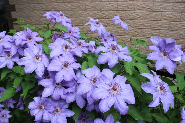Piękne Niebieskie Kręcone Kwiaty Clematis Miejski Ogród Botaniczny — Zdjęcie stockowe