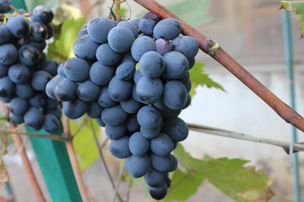 Спелый Органический Голубой Виноград Сельское Хозяйство — стоковое фото