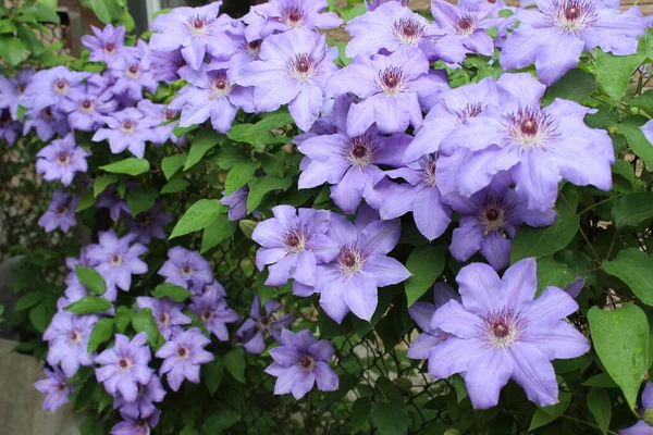 Beautiful Blue Curly Clematis Flowers City Botanical Garden — Stock Photo, Image