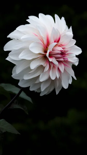 Közelkép Egy Dália Virágról — Stock Fotó