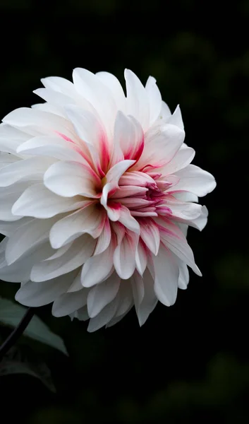 Close Dahlia Flower — Stock Photo, Image