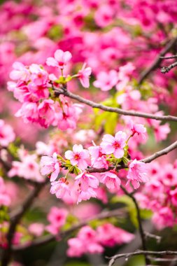 Güzel kiraz çiçeklerine yakın çekim 