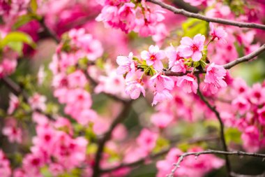 Güzel kiraz çiçeklerine yakın çekim 