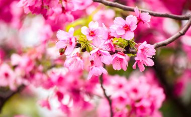 Güzel kiraz çiçeklerine yakın çekim 