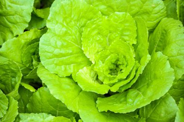 Taze ve yeşil lahana yakın plan.