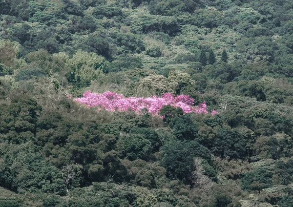 close-up of cherry blossoms in the mountain