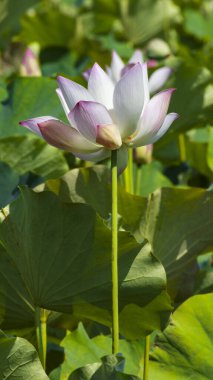 Yeşil yapraklı bir nilüfer çiçeğinin yakın çekimi