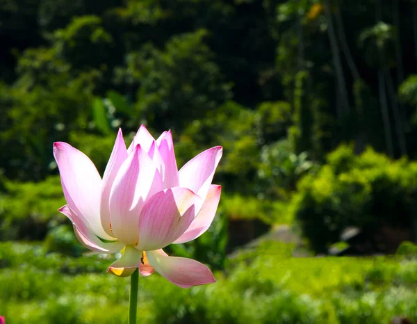 Nahaufnahme Einer Lotusblume Mit Grünem Blatt — Stockfoto