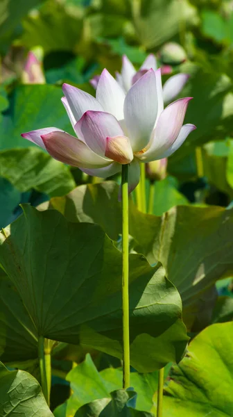 Close Van Een Lotusbloem Met Groen Blad — Stockfoto