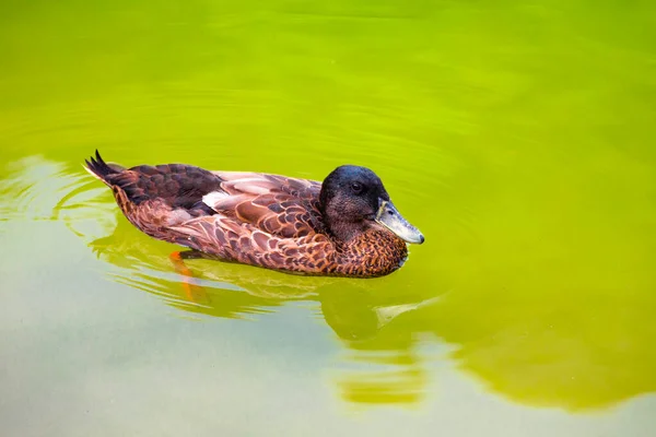close-up of a brown Muscovy duck swimming in a green pond.