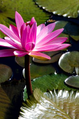 Yeşil yapraklı bir nilüfer çiçeğinin yakın çekimi