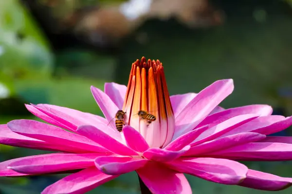 Pembe bir nilüfer çiçeğinin üzerindeki iki arının yoğun sahnesine yakın çekim.