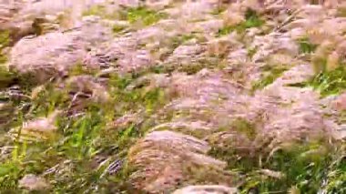 Sonbahar Gümüş Dalgaları: Rüzgarda Dans Eden Miscanthus