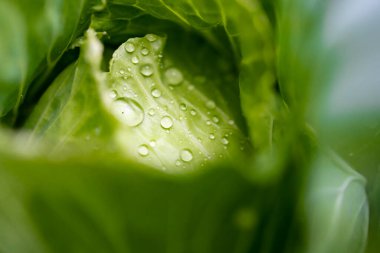 Dolgun bir marul yaprağı kristal berrak su damlacıklarıyla kaplıdır.