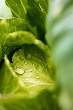 Dolgun bir marul yaprağı kristal berrak su damlacıklarıyla kaplıdır.