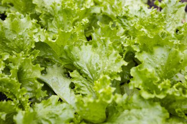 Canlı yeşil bir marul yaprağının yakın çekimi.