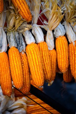 Kurumuş mısırın birkaç kulağı açık renkli arka planda asılı.