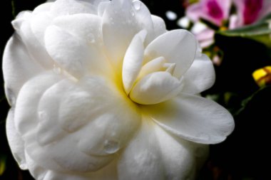 Çiçekli beyaz kamelya yaprakları güzel bir yay gösteriyor.