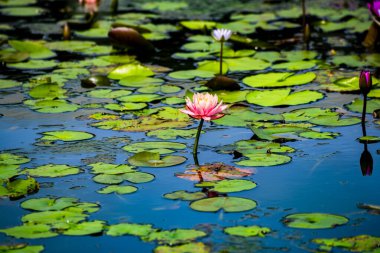 Narin pembe bir nilüfer, yemyeşil nilüfer yapraklarının arasında sessizce açar.