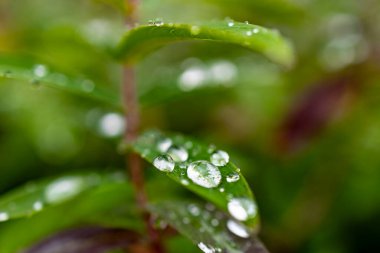 Yağmurdan sonra taze, yapraklar ve çiy