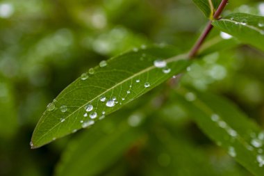 Kristal berrak çiy damlaları canlı yeşil yapraklar üzerinde yoğunlaşır.