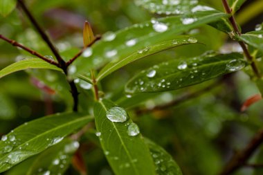 Kristal berrak çiy damlaları canlı yeşil yapraklar üzerinde yoğunlaşır.