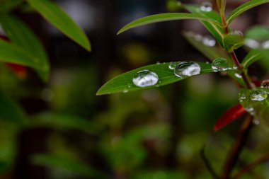 Kristal berrak çiy damlaları canlı yeşil yapraklar üzerinde yoğunlaşır.