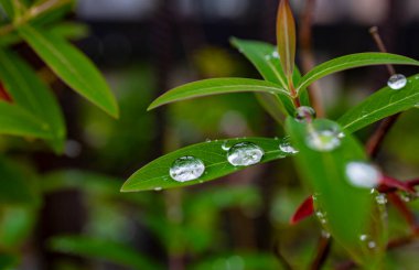Kristal berrak çiy damlaları canlı yeşil yapraklar üzerinde yoğunlaşır.