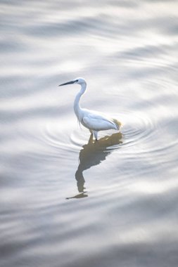 Karlı beyaz balıkçıl tek başına suyun kenarında ya da sulak arazide duruyor.