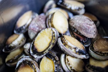 Taze küçük abalone 'lara yakın çekim