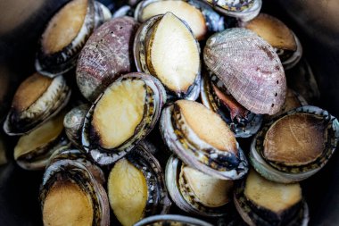 Taze küçük abalone 'lara yakın çekim