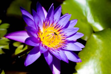 Narin pembe bir nilüfer, yemyeşil nilüfer yapraklarının arasında sessizce açar.