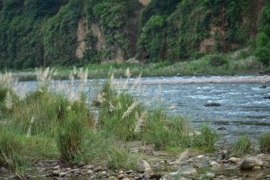 Uzun, tüylü otlar rüzgarda hafifçe sallanıyor. Arkaplandaki yemyeşil yemyeşil zemin, ışığın ruhani kalitesini arttıran, ön plandaki neredeyse şeffaf ot tüyü gibi zengin ve yeşil bir zemin sağlar..