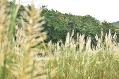 Ağacı ve dağı olan güzel bir manzara.