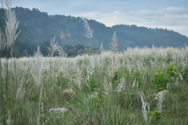 Uzun, tüylü otlar rüzgarda hafifçe sallanıyor. Arkaplandaki yemyeşil yemyeşil zemin, ışığın ruhani kalitesini arttıran, ön plandaki neredeyse şeffaf ot tüyü gibi zengin ve yeşil bir zemin sağlar..