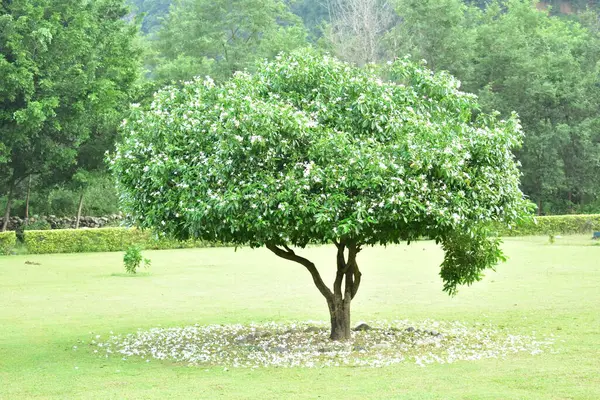 Parkın güzel manzarası