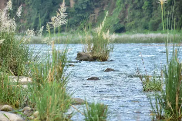 Uzun, tüylü otlar rüzgarda hafifçe sallanıyor. Arkaplandaki yemyeşil yemyeşil zemin, ışığın ruhani kalitesini arttıran, ön plandaki neredeyse şeffaf ot tüyü gibi zengin ve yeşil bir zemin sağlar..