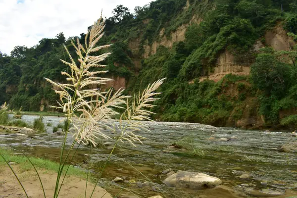 Uzun, tüylü otlar rüzgarda hafifçe sallanıyor. Arkaplandaki yemyeşil yemyeşil zemin, ışığın ruhani kalitesini arttıran, ön plandaki neredeyse şeffaf ot tüyü gibi zengin ve yeşil bir zemin sağlar..