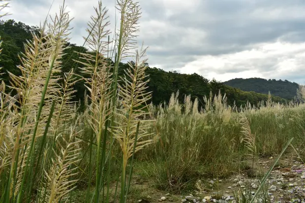 Uzun, tüylü otlar rüzgarda hafifçe sallanıyor..