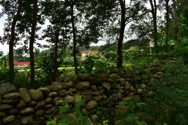 Parkta yeşil yapraklar