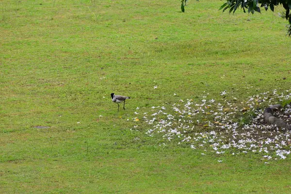 Bir kuşun yakın plan çekimi.
