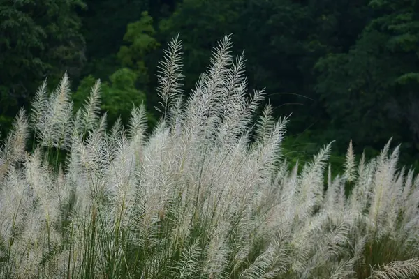 Güzel botanik fotoğrafı, doğal duvar kağıdı.