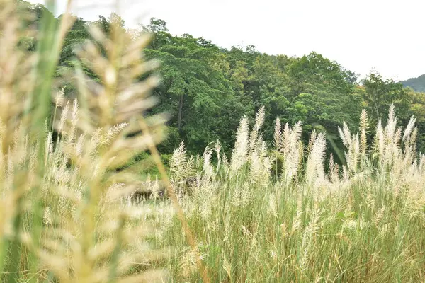 Ağacı ve dağı olan güzel bir manzara.