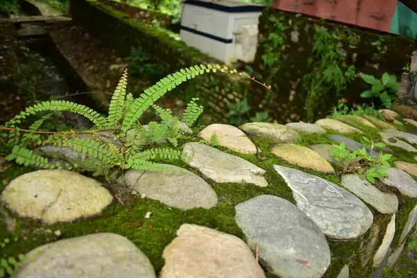 Ormanda yeşil yosun