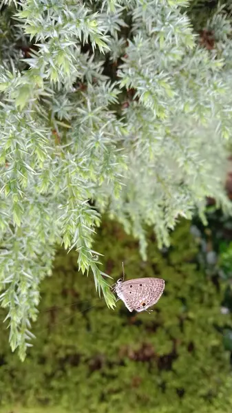 Ağaçtaki güzel bir kelebeğin yakın plan fotoğrafı.