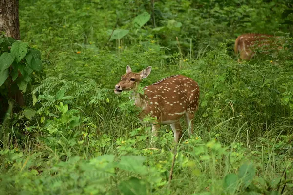 Ormandaki vahşi geyik. Vahşi yaşam hayvanları.